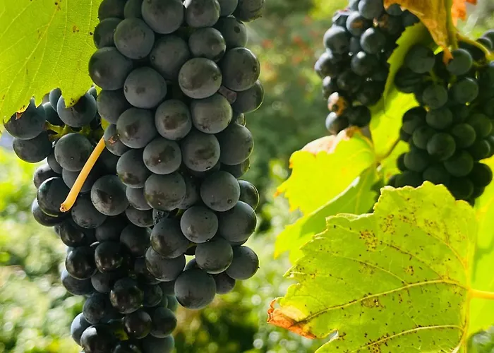 Artvacanza Neustadt Neustadt an der Weinstraße