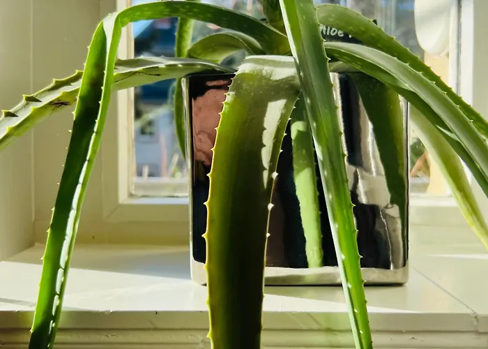 Artvacanza Neustadt 公寓